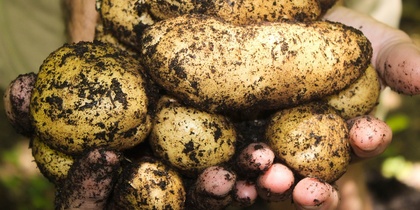 Potatis, den fantastiska grödan! -Föreläsning med Lina Laurin.