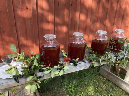 Fyra stora glasburkar med röd dryck står på en bänk utomhus, dekorerade med aroniakvistar framför en röd trävägg.