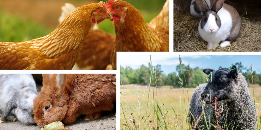 Flera lantbruksdjur, inklusive höns, kaniner och ett får, i olika utomhusmiljöer.