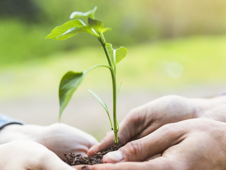 Två händer håller försiktigt en liten planta med jord utomhus.