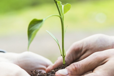 Två händer håller försiktigt en liten planta med jord utomhus.