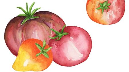 Akvarellmålning av fyra tomater i olika färger på vit bakgrund.