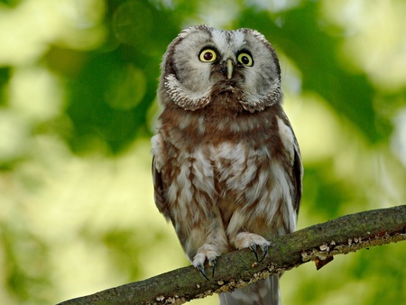 En uggla sitter på en gren med suddig grön bakgrund av löv.