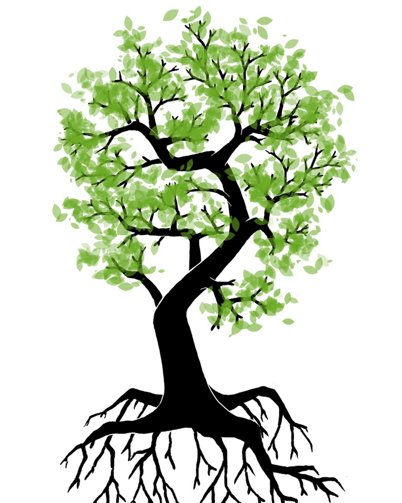 Illustration av ett träd med gröna blad och synliga rötter mot vit bakgrund.