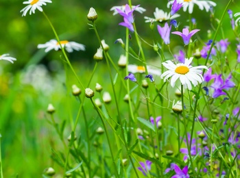 Närbild av en sommaräng med prästkragar och lila blommor mot en grön, suddig bakgrund.