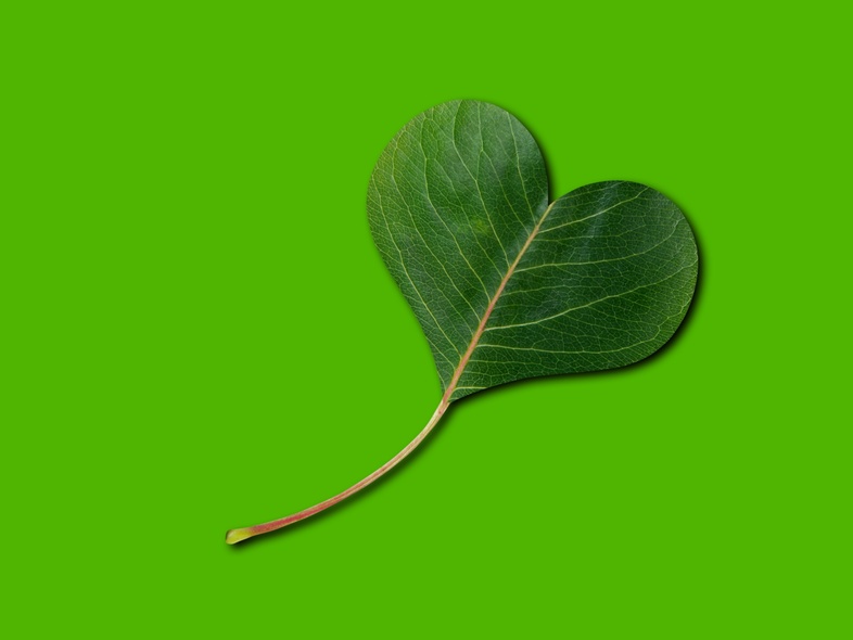Ett grönt blad format som ett hjärta mot en enfärgad grön bakgrund.