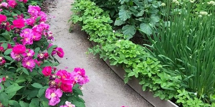 En grusgång slingrar sig genom en trädgård med rosa blommor och gröna växter på båda sidor.