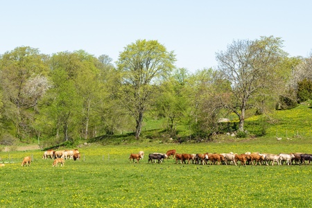 En flock kor betar på en grön äng med träd i bakgrunden under en klar himmel.