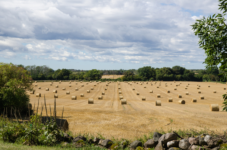 Ett fält med rundbalar av halm under en molnig himmel, omgiven av träd och en stenmur i förgrunden.