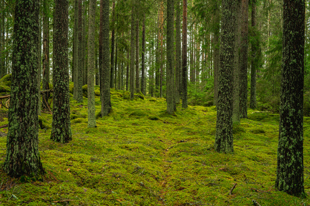 Tät skog med höga träd och mark täckt av grön mossa, inget synligt djur eller människa.