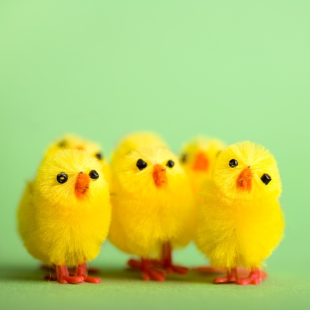 Flera små gula kycklingar av plysch står på en grön bakgrund.