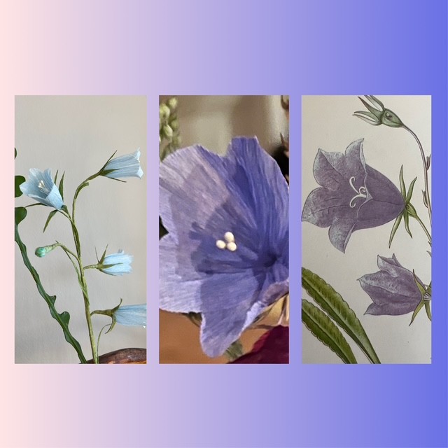 Tre bilder av blå klockblommor, en riktig, en konstgjord och en tecknad, mot en gradient bakgrund.