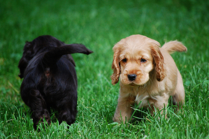 Två valpar, en ljus och en mörk, leker på gräsmatta. Den ljusa valpen tittar mot kameran.