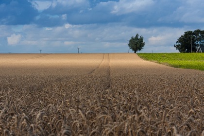 Ett stort vetefält under en blå himmel med moln, träd och ett hus i bakgrunden.