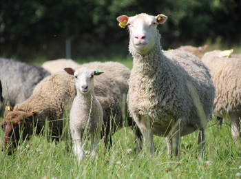 Får och lamm står i en grön äng med fler får i bakgrunden.