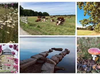 Kollage med sommaräng, kor på bete, ekträd, slott med blommor, brygga i sjö och flugsvamp i gräs.