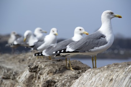 Flera måsar står på rad på en stenig strand med havet i bakgrunden.