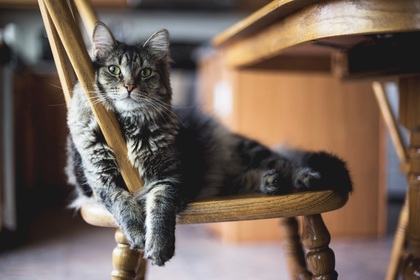 En långhårig grå katt ligger avslappnat på en trästol i ett kök.