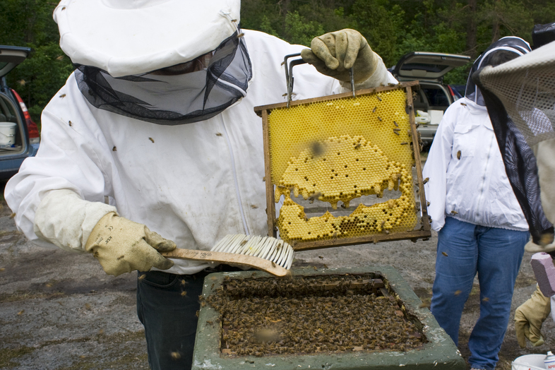 En biodlare i skyddskläder inspekterar en bikupa och borstar bort bin från en ram med honungskaka.