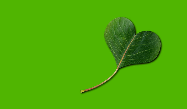 Ett grönt blad format som ett hjärta mot en enfärgad grön bakgrund.