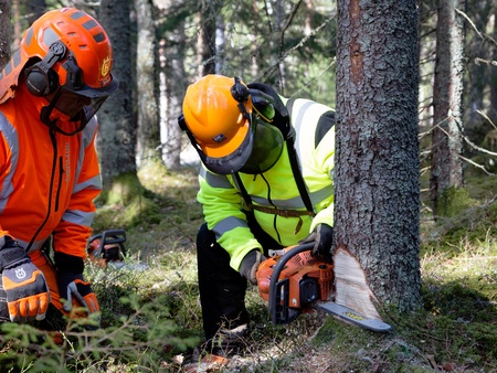 Två personer i skyddskläder fäller ett träd med motorsåg i en skog.