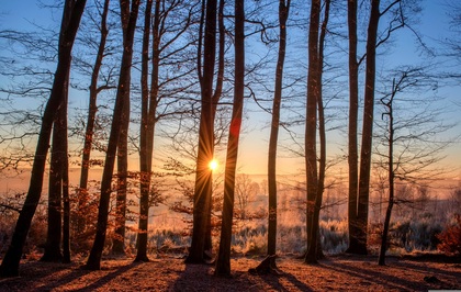 Soluppgång i en skog med höga, nakna träd och frost på marken.