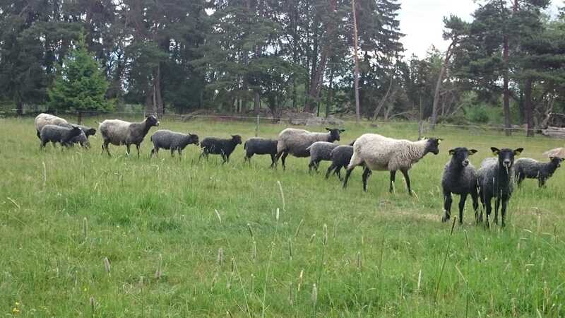 Fårkurs - hälften på distans och hälften på Vreta gård, Enköping