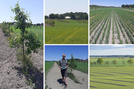Kollage av fem bilder som visar odlingsfält, trädplanteringar och en person som inspekterar grödor på landsbygden.