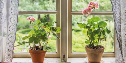 Två blommande pelargoner i lerkrukor står på en fönsterbräda med spetsgardiner och grönskande utsikt utanför.