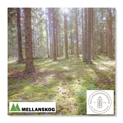 Solbelyst granskog med mossa på marken. Två logotyper syns i nedre hörnet: Mellanskog och Mellanskogsakademin.