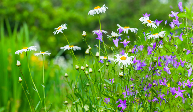 Närbild av en sommaräng med prästkragar och lila blommor mot en grön, suddig bakgrund.