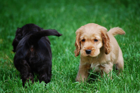 Två valpar, en ljus och en mörk, leker på gräsmatta. Den ljusa valpen tittar mot kameran.