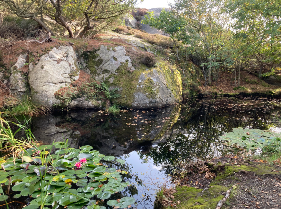 En liten damm med näckrosor, omgiven av stenar, träd och grönska i naturen.