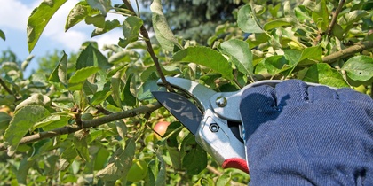 En hand med blå handske beskär en gren med sekatör i en grönskande trädgård.