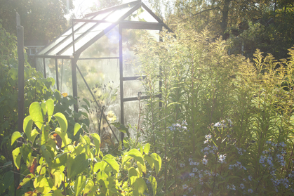 Ett växthus i en solig trädgård omgiven av grönska och blommande växter.