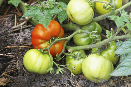 Tomatplanta med både gröna och en mogen röd tomat som växer i jord utomhus.