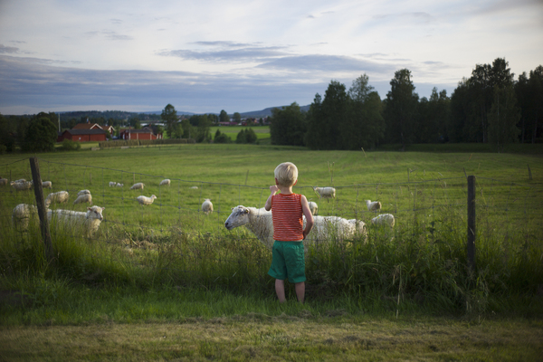 Ett barn i röd tröja och shorts står framför en hage med får.