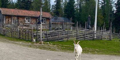 En vit get står på en grusväg framför ett gammalt trähus med gärdsgård och skog i bakgrunden.