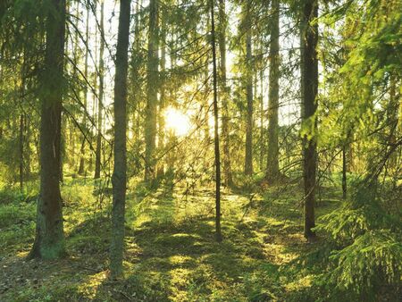 Grön barrskog där solen lyser mellan stammarna och på den gröna mossan på marken.