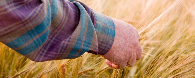 En person i rutskjorta går genom ett fält av moget spannmål och rör vid axen med handen.