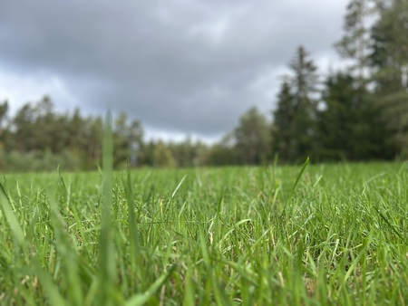 Närbild av gräs på en äng med suddig skog och molnig himmel i bakgrunden.