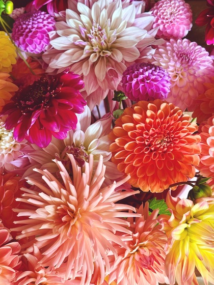 Närbild av en bukett med färgglada dahlior i rosa, orange, gult och lila nyanser.