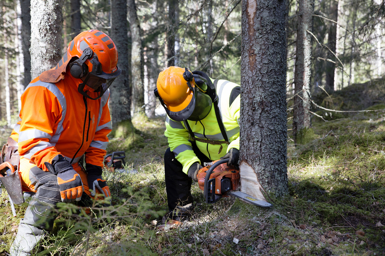 Två personer i skyddskläder fäller ett träd med motorsåg i en skog.