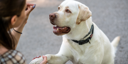 En labrador retriever ger tass till en person som tränar hunden med godis, båda fokuserade och glada.
