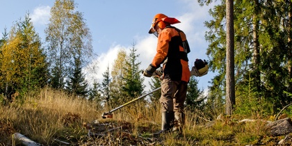 En person i skyddskläder arbetar med en röjsåg i en solig skogsmiljö.