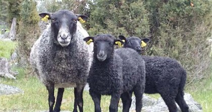 Tre svarta får står tillsammans på en gräsmatta med träd i bakgrunden.