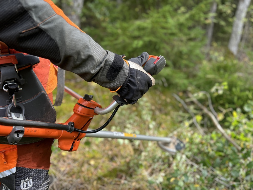 Röjsåg i skog