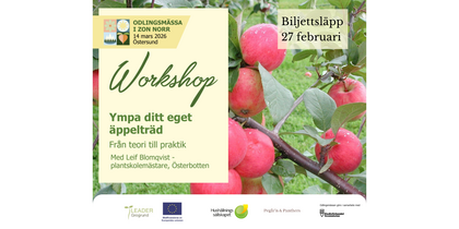 Affisch för workshop om ympning av äppelträd med bild på röda äpplen på trädgren och information om evenemanget.