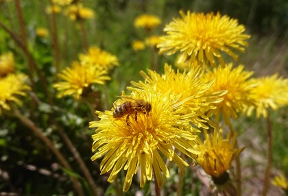 En närbild av en bi som samlar nektar på en gul maskros i en solig äng.