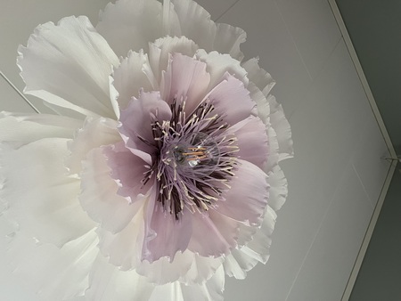 En taklampa formad som en stor blomma i vitt och ljust lila, sedd underifrån.